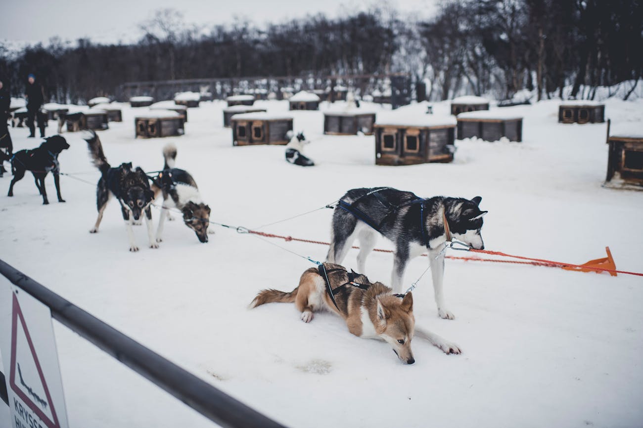 Sled dogs in their harness in front of their kennels
