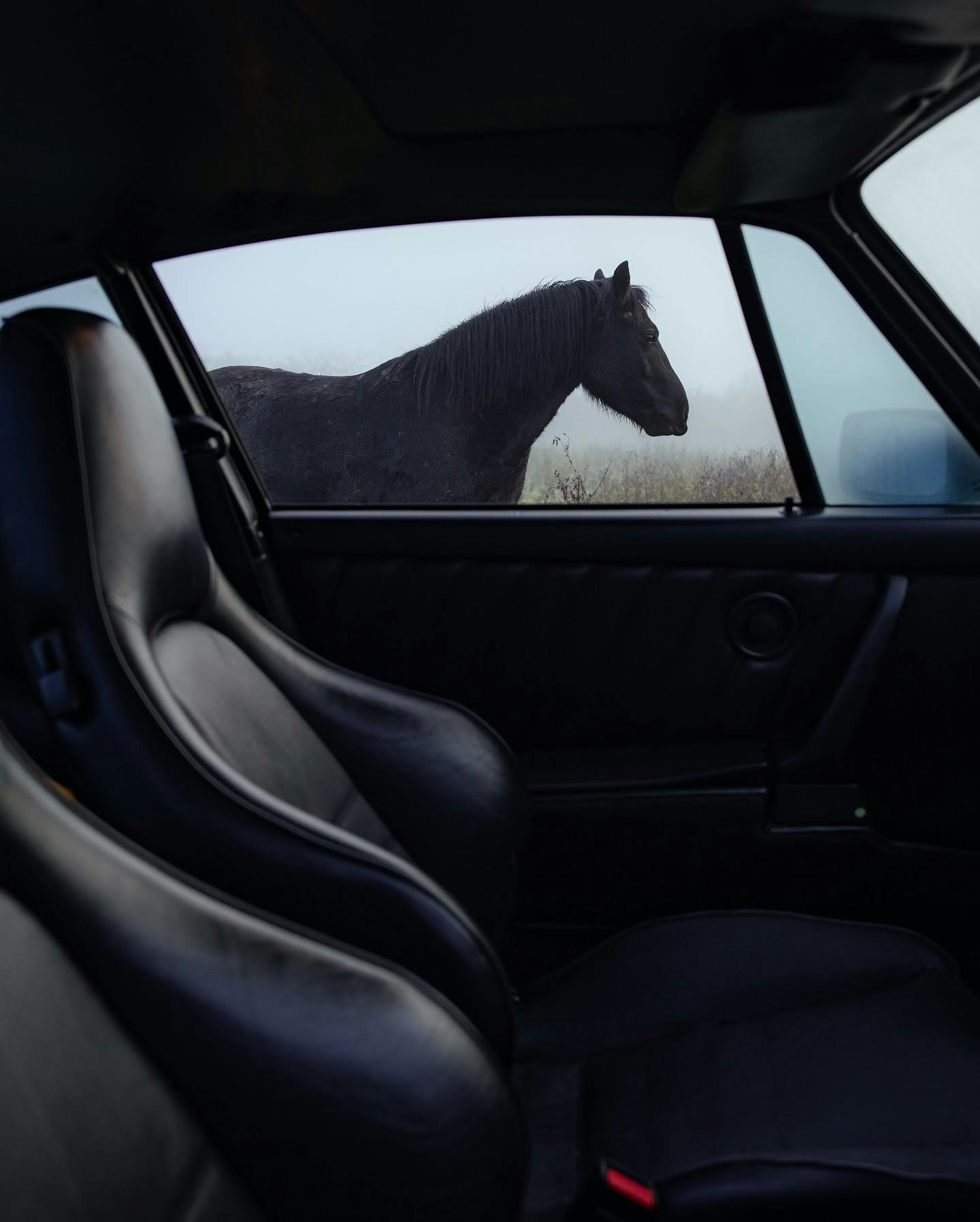 Picture of a black horse shot from inside a Porsche 911