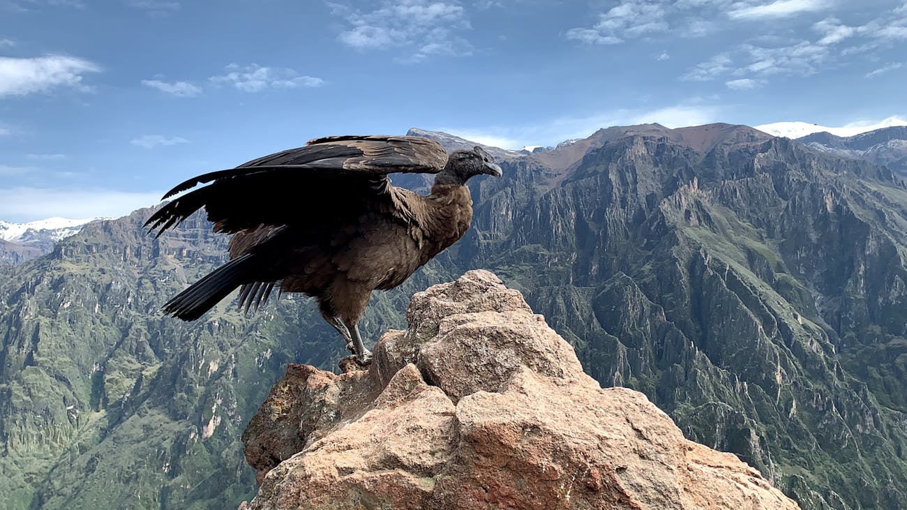 A condor in flight over the Colca Canyon in Peru