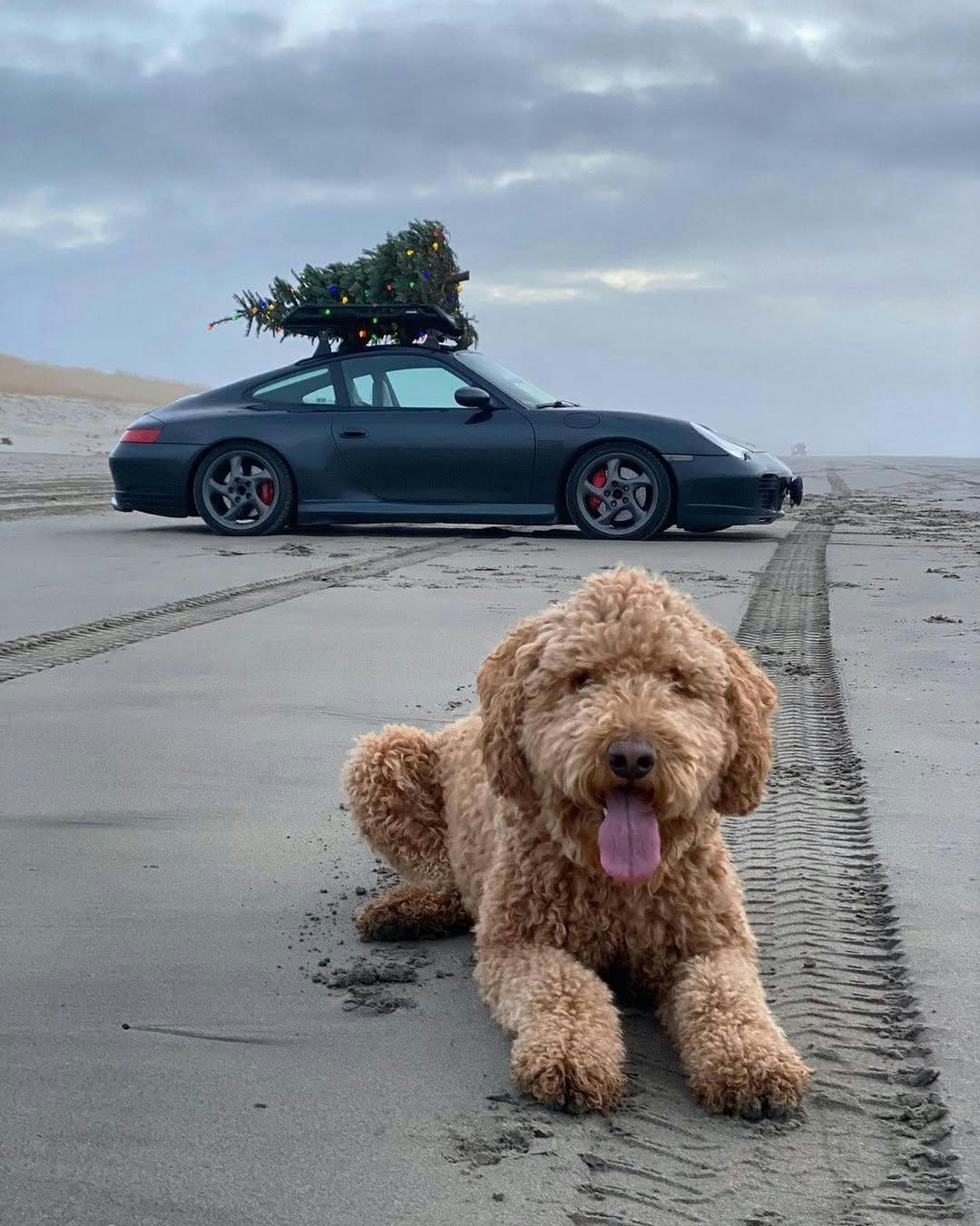 Image of a dog with a Porsche 911 with a Christmas tree on the roof
