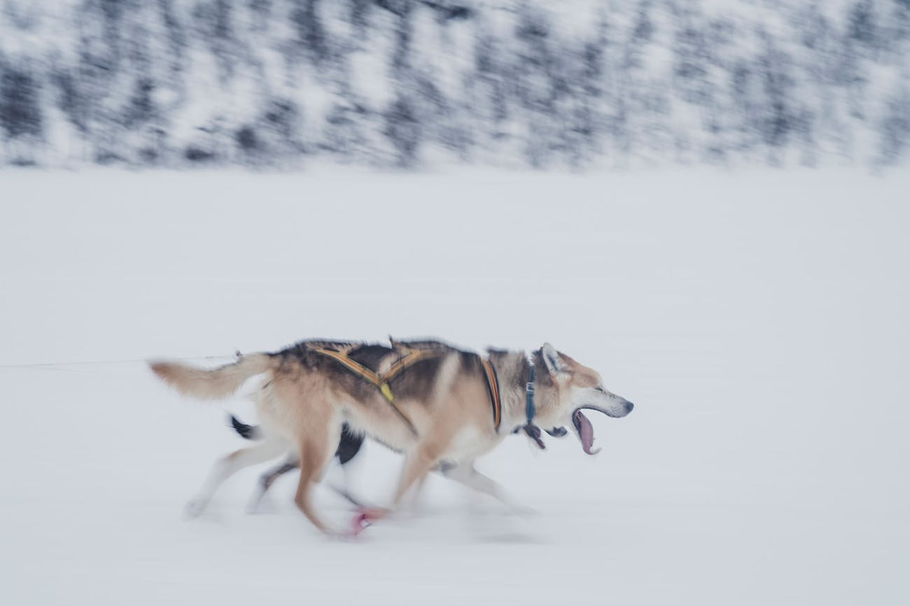 Two sled dogs race across the ice