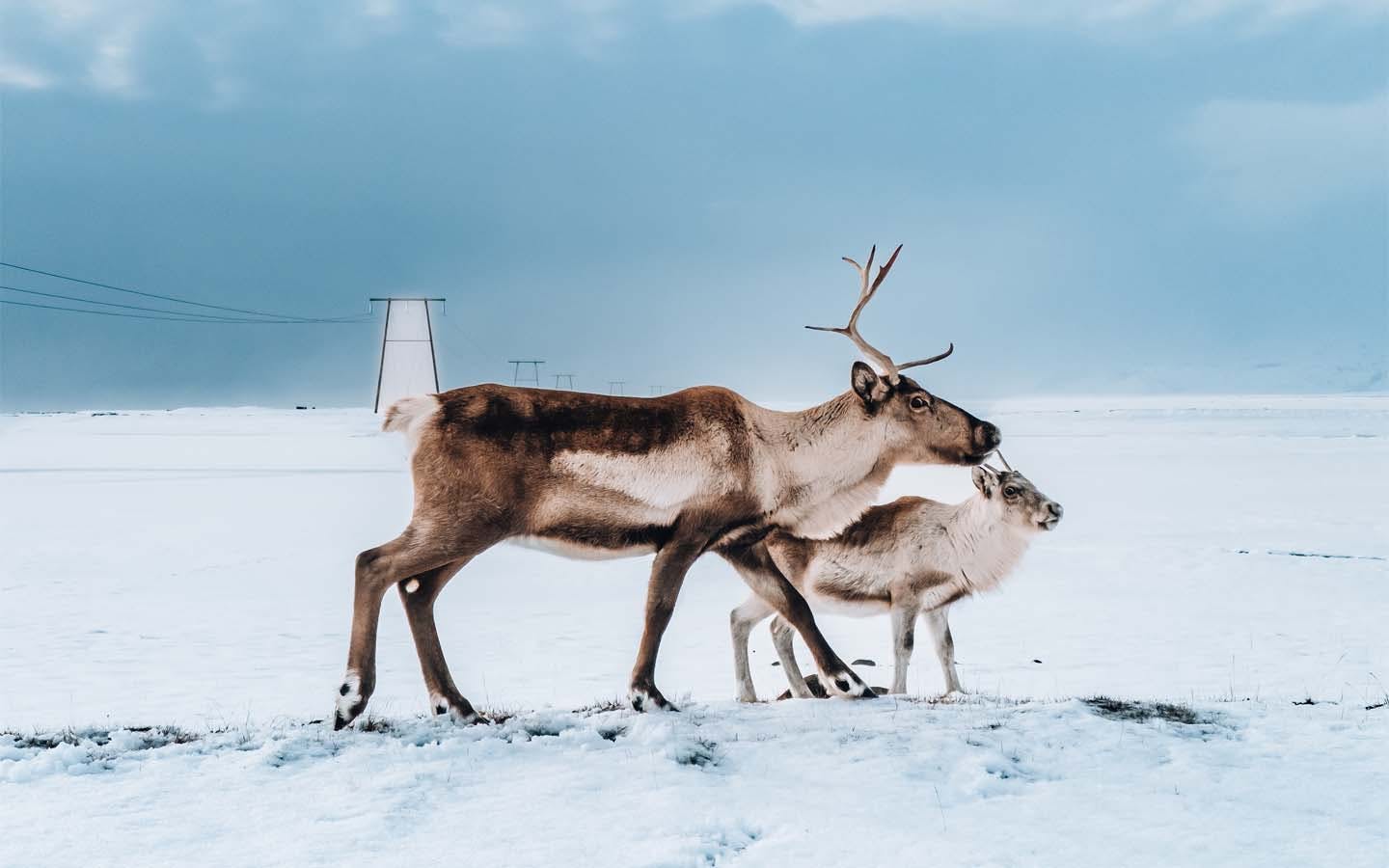 Two reindeer walking on ice sheet in Iceland