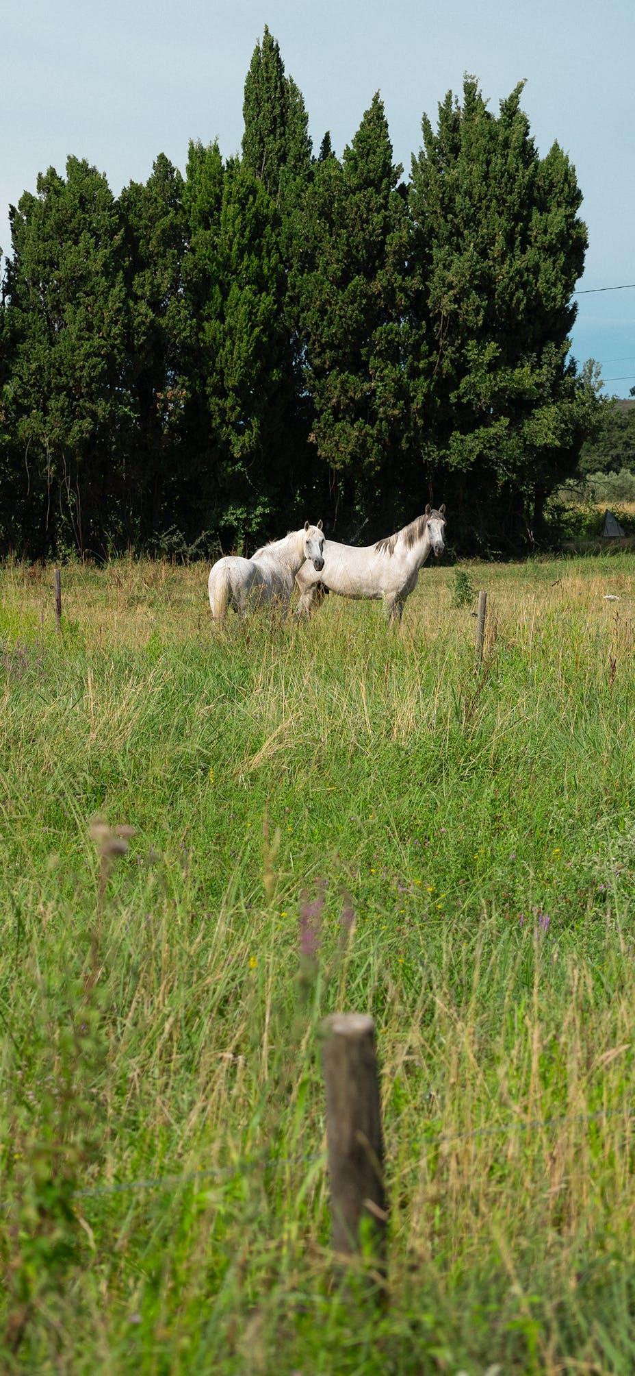 Two white horses stood in field in Provence, France