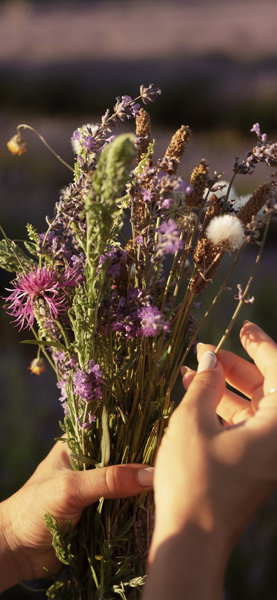 Close-up of hands holding lavender in Provence, France