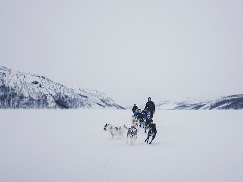 A dog team pulls a sled across the snow