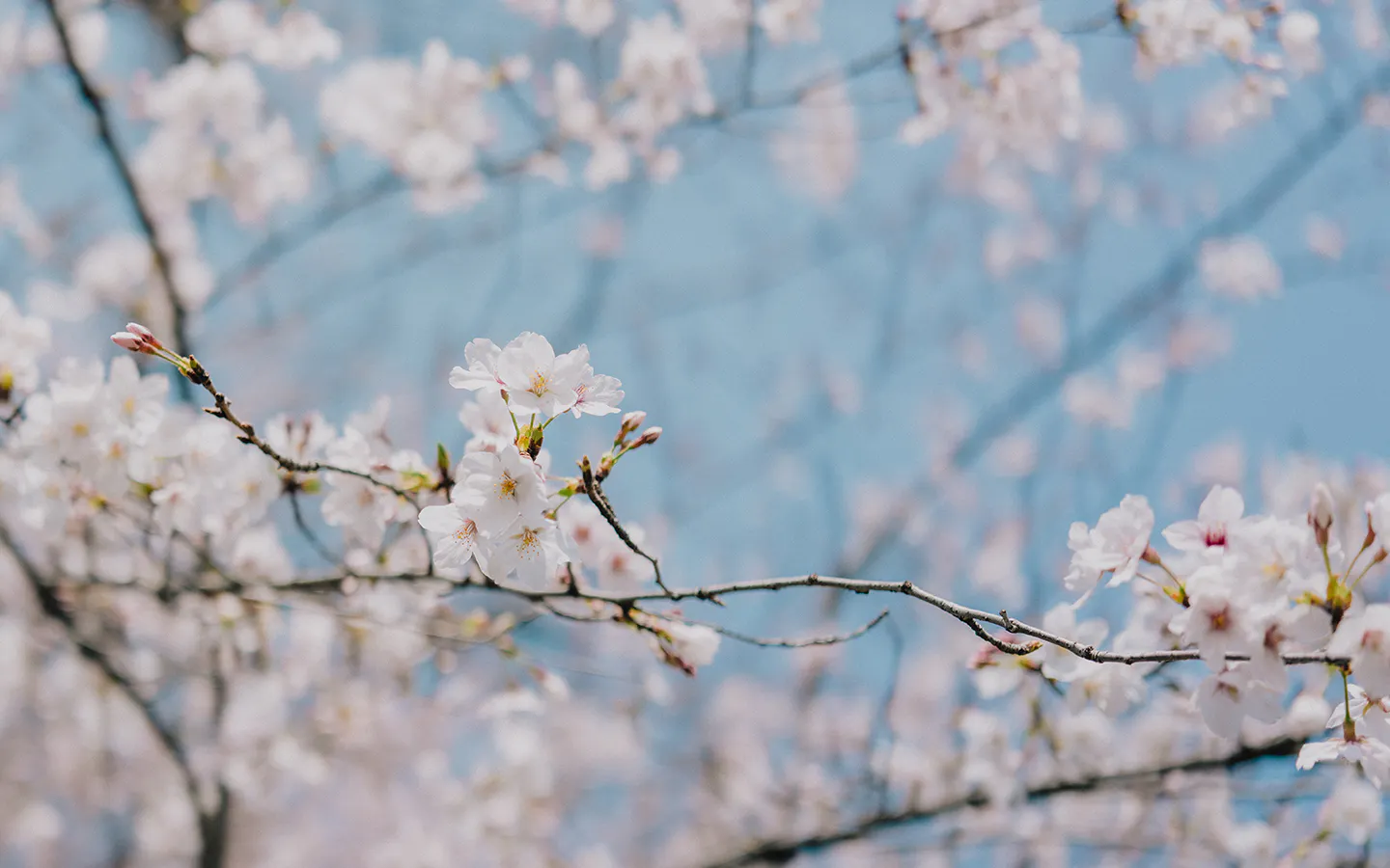 Cherry blossom blooms in Tokyo