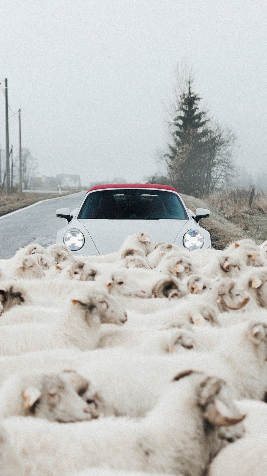 White 911 Turbo S Cabriolet behind a flock of sheep