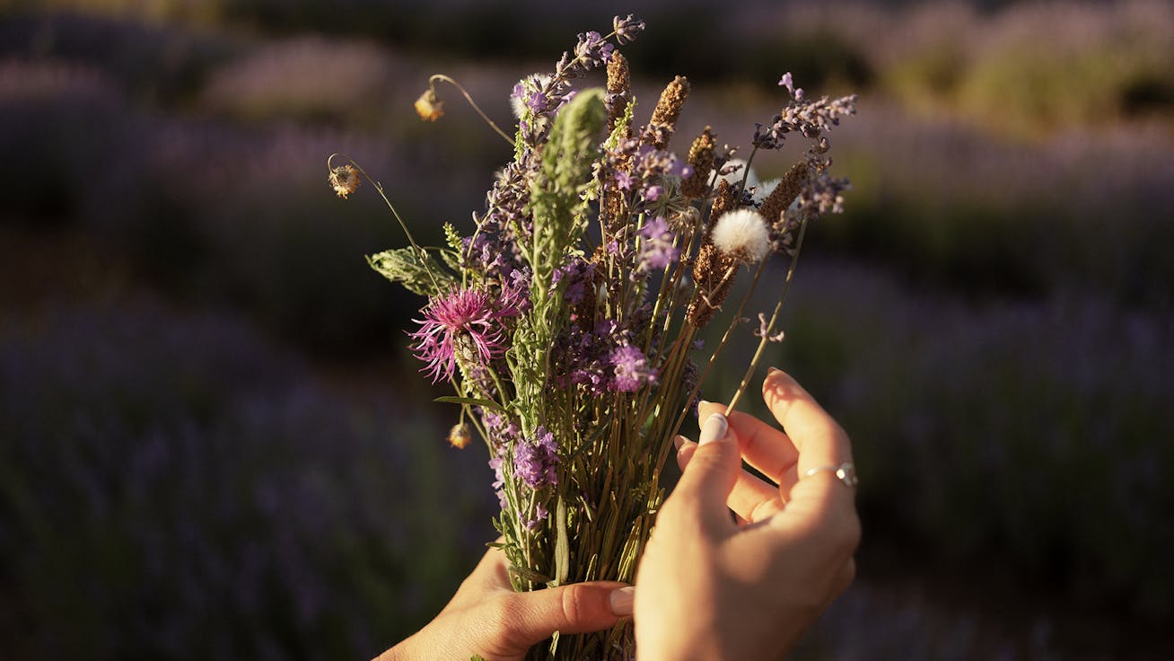 Close-up of person holding lavender, Porsche Macan behind