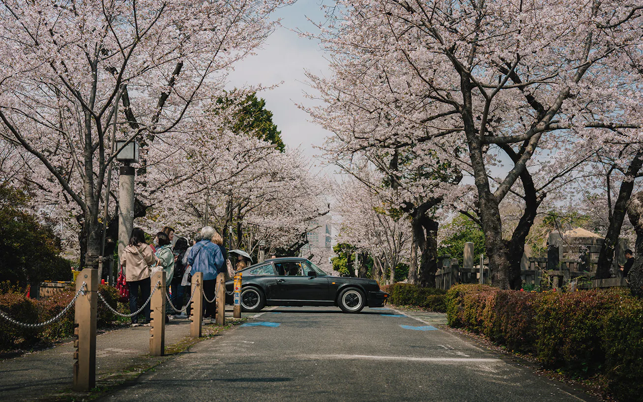 Black Porsche 911 Carrera S/C driving between cherry blossom trees in Japan
