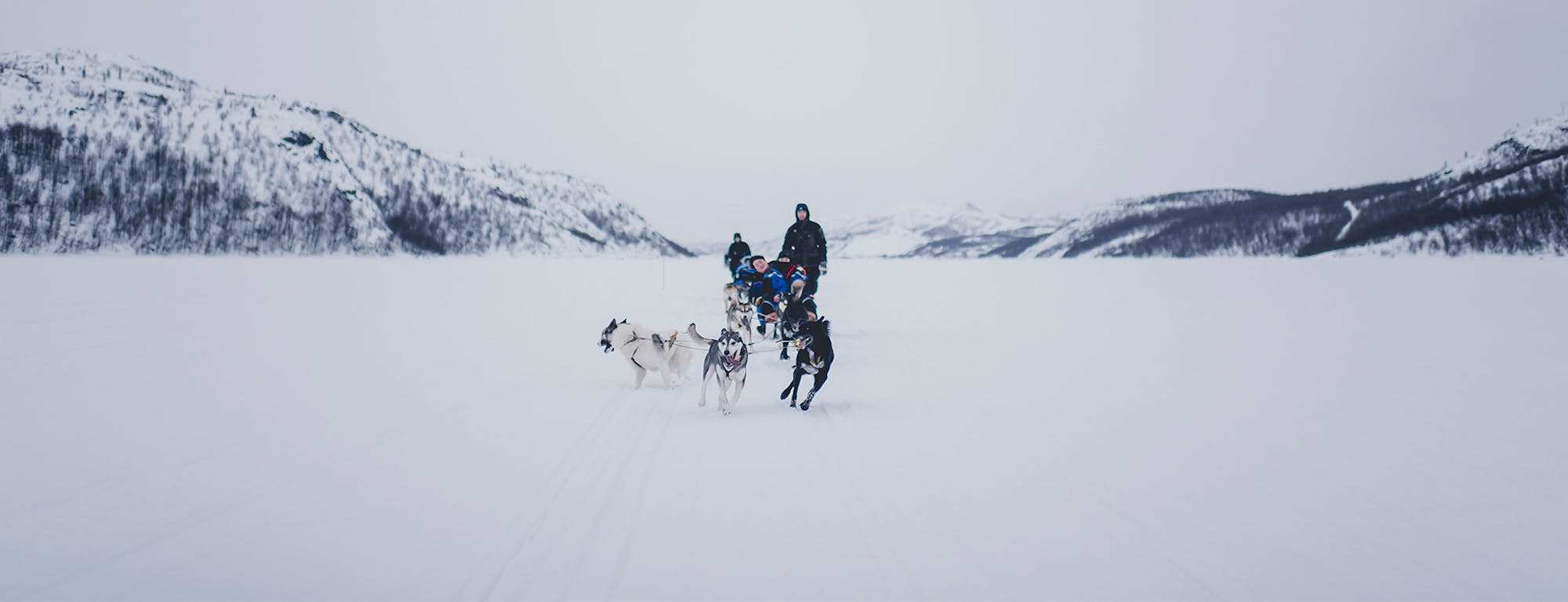 A dog team pulls a sled across the snow