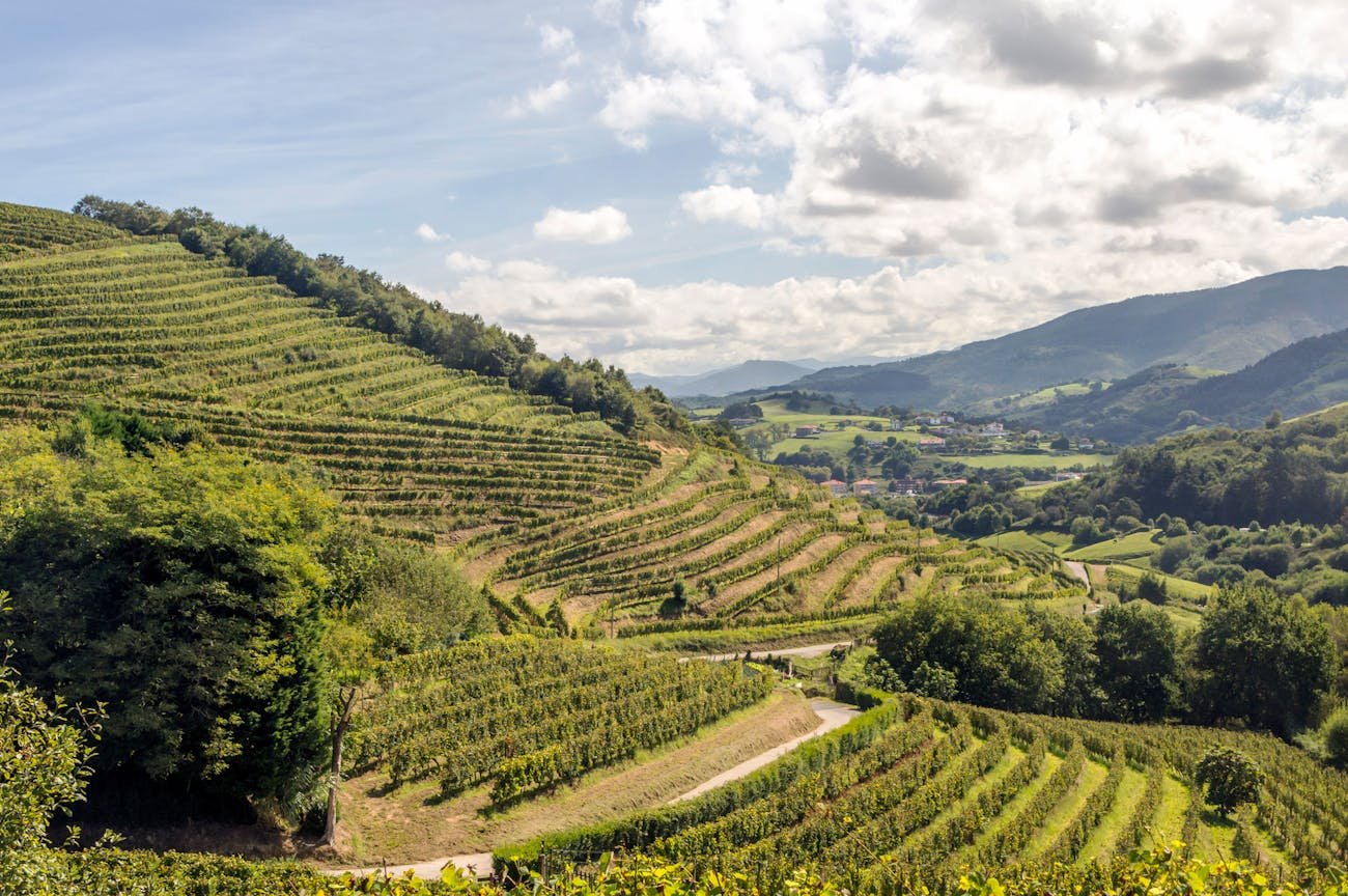 Vineyards in a mountain landscape