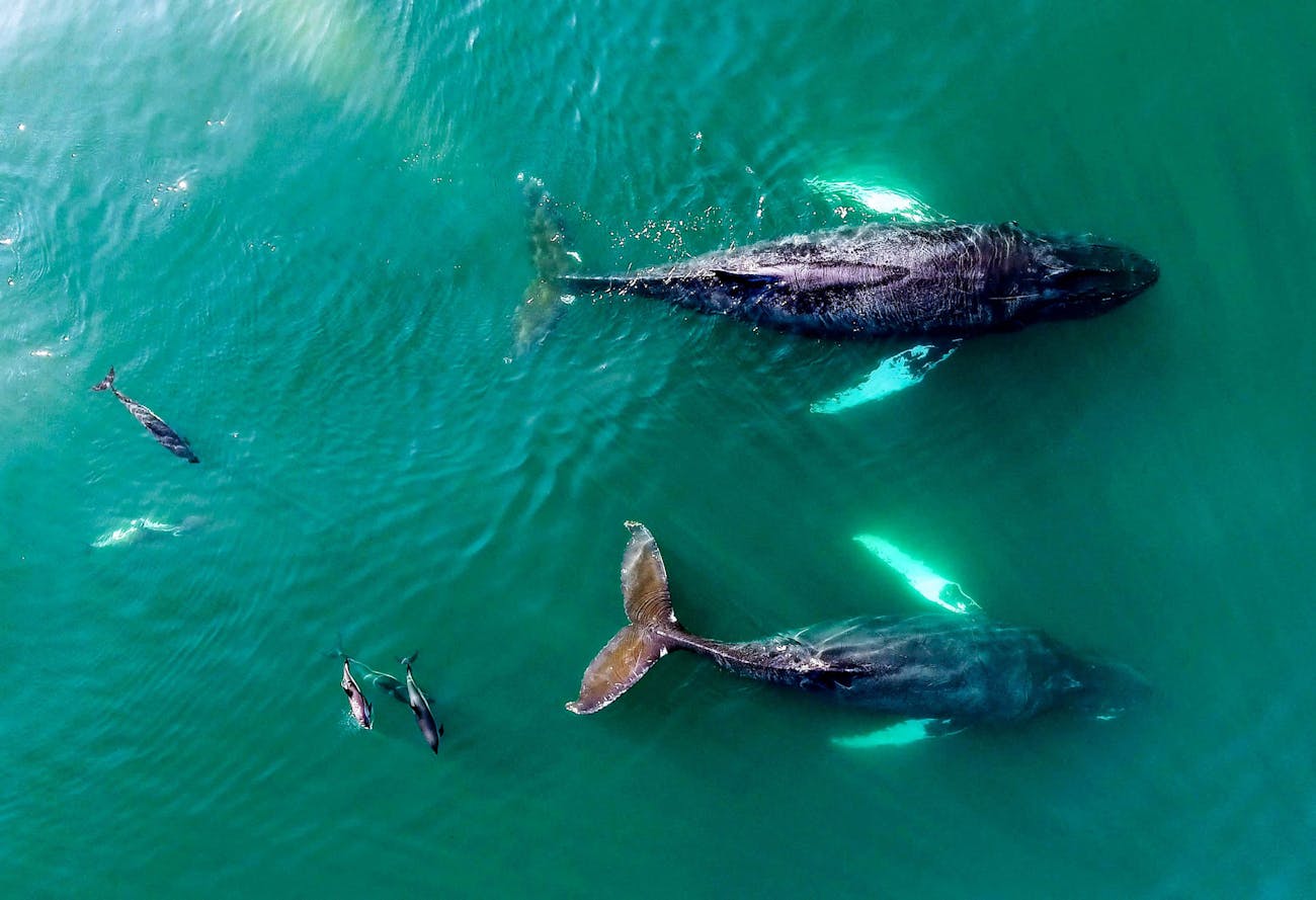 Birds-eye view of whales and dolphins in the ocean