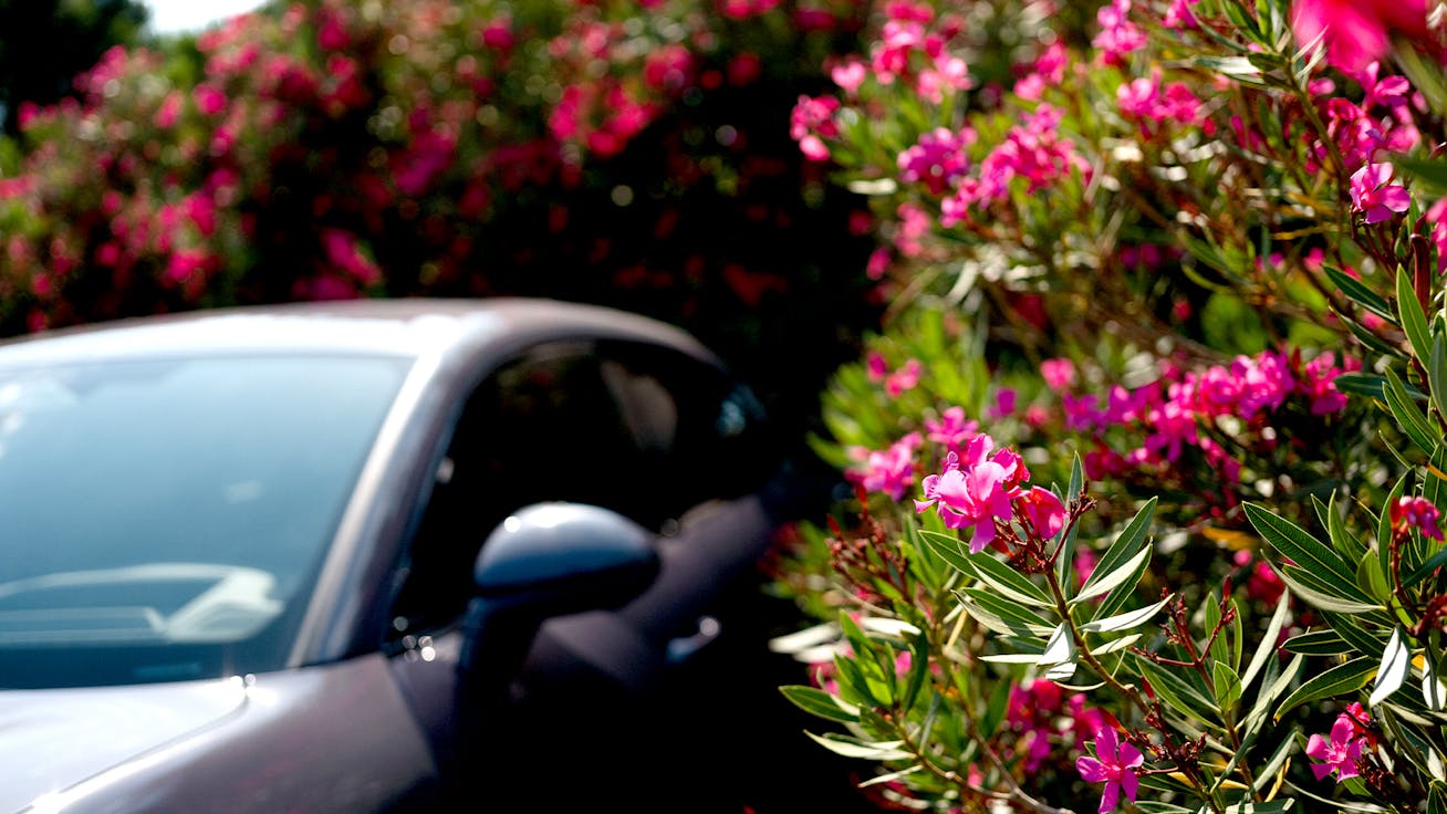 Porsche Macan 4 Electric surrounded by bougainvillea bushes