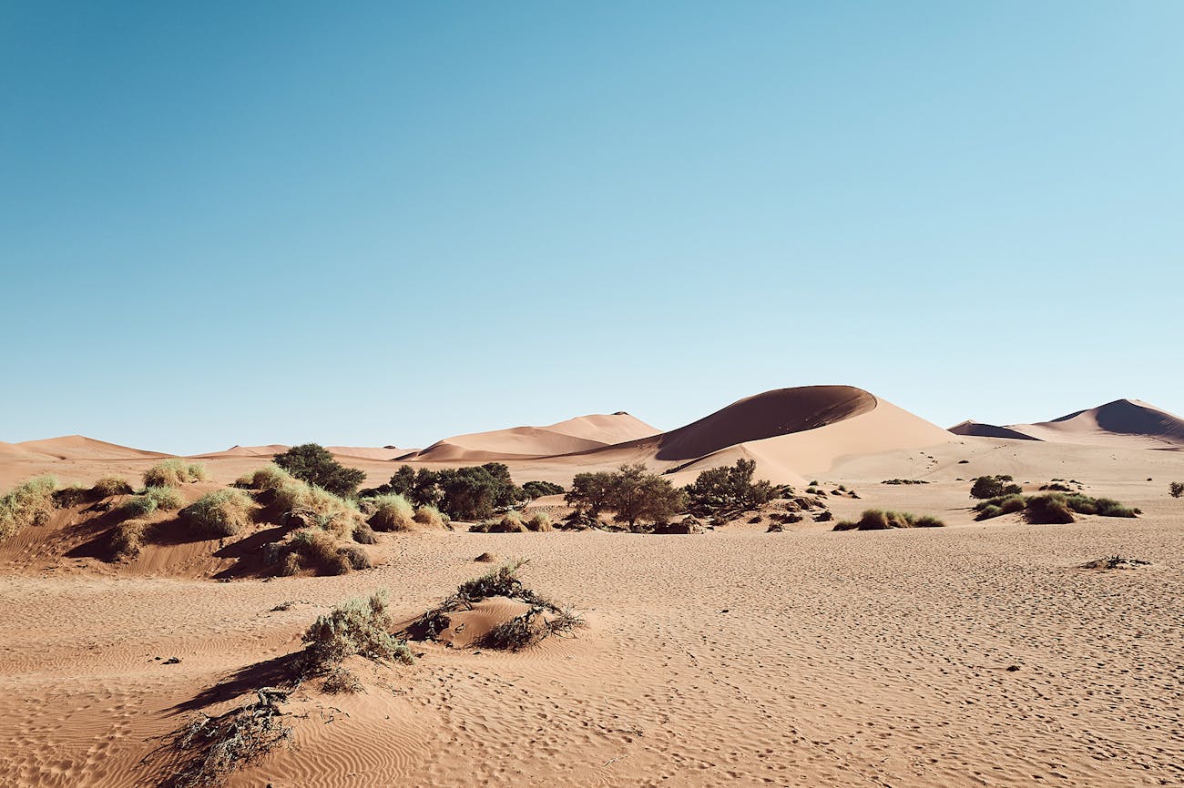 Red sand dune landscape dotted with bushes