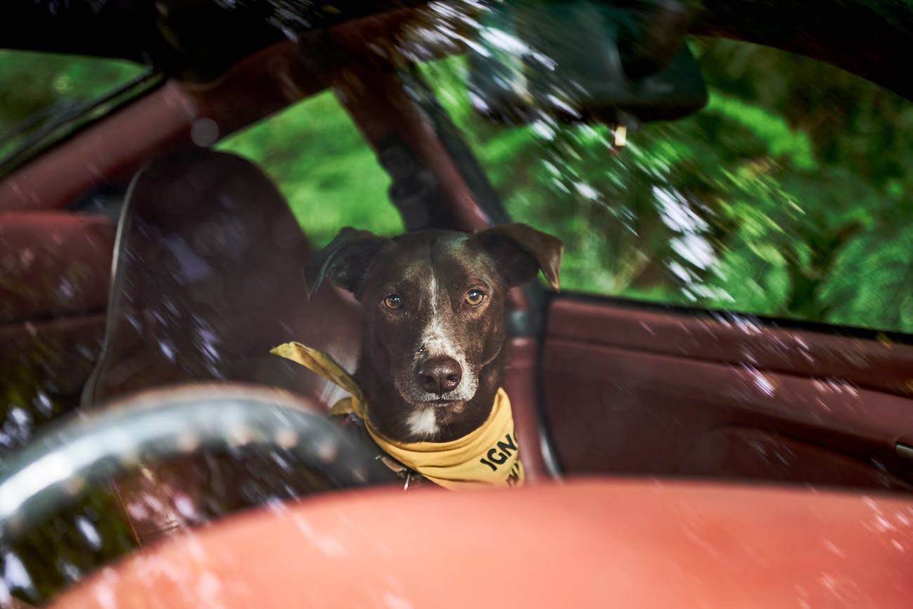Dog wearing yellow neckerchief, sitting in car’s front passenger seat
